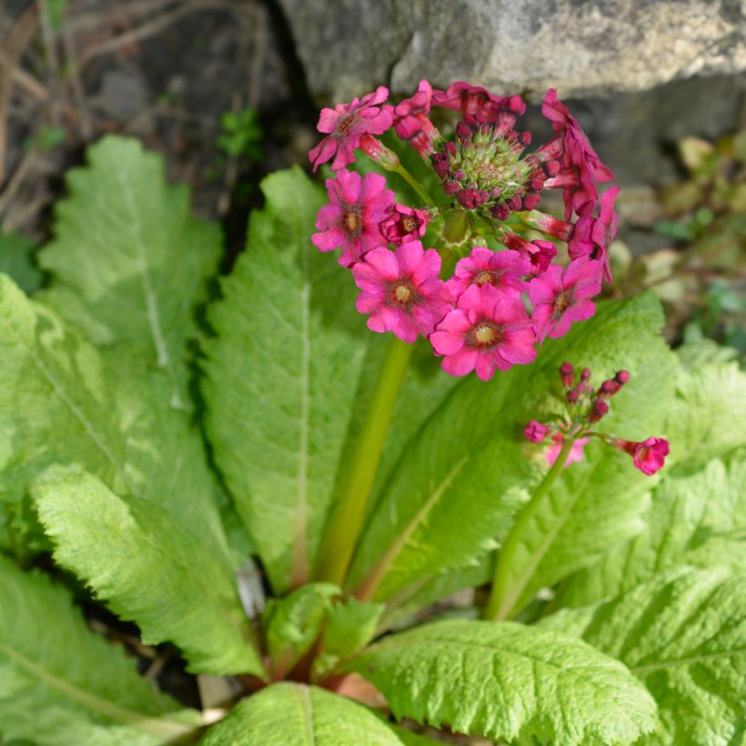 Prímula japonica Millers Crimson (Hábito)