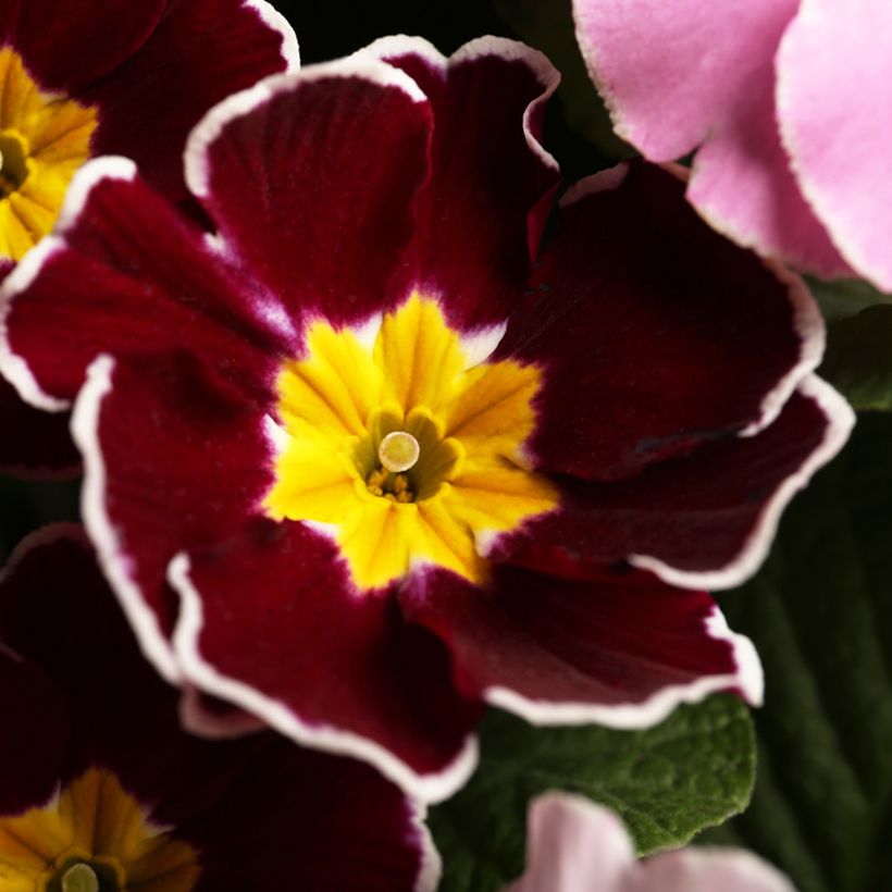 Primavera Charlie Wine Red Edge F1 (Floração)