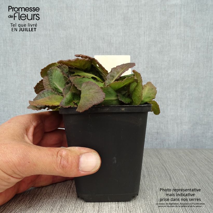 Amostra de Primula polyanthus Dark Rosaleen Vaso de 8/9 cm tal como entregue no verão