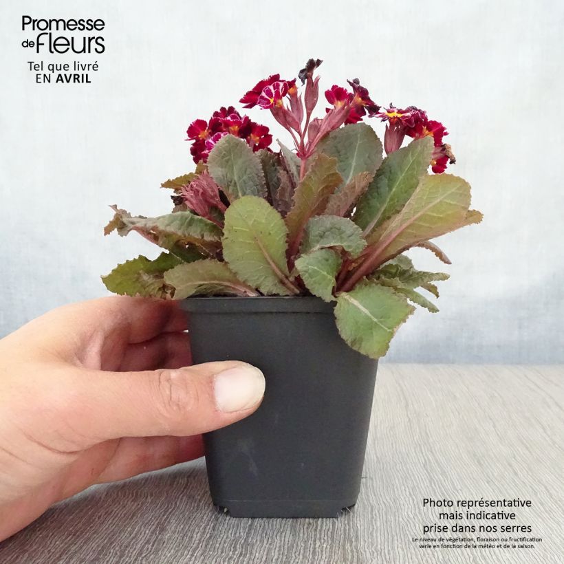 Amostra de Primula polyanthus Dark Rosaleen Vaso de 8/9 cm tal como entregue na primavera