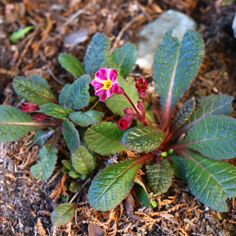 Primula polyanthus Dark Rosaleen (Hábito)
