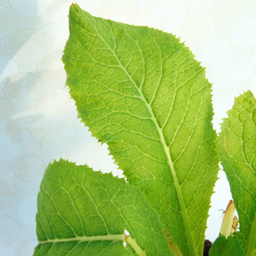 Prímula japonica Apple Blossom (Folhagem)