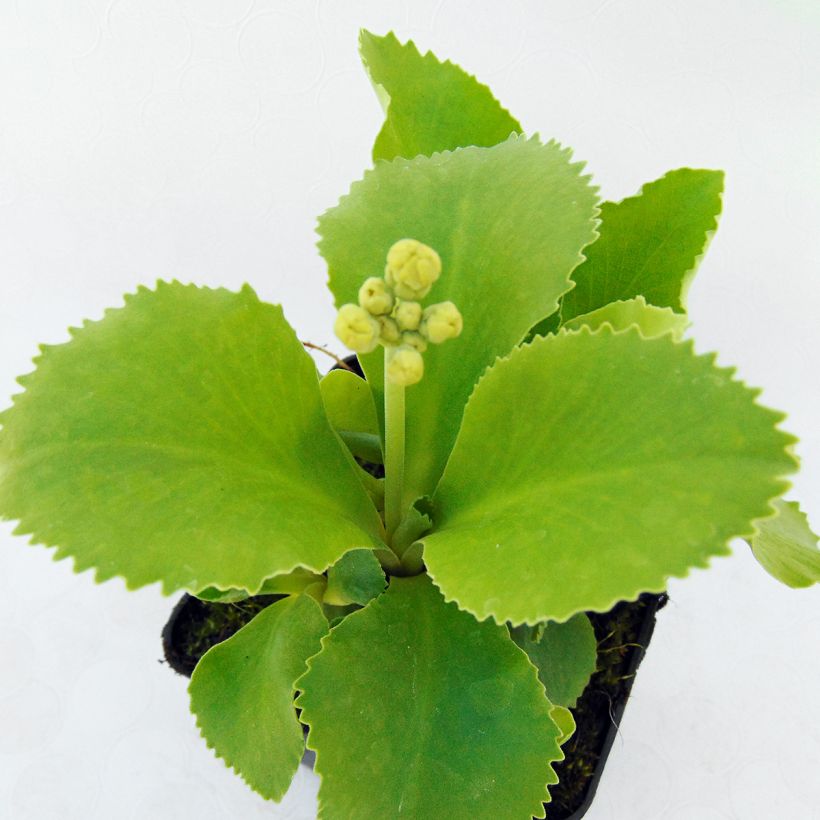 Primula auricula em mistura (Folhagem)