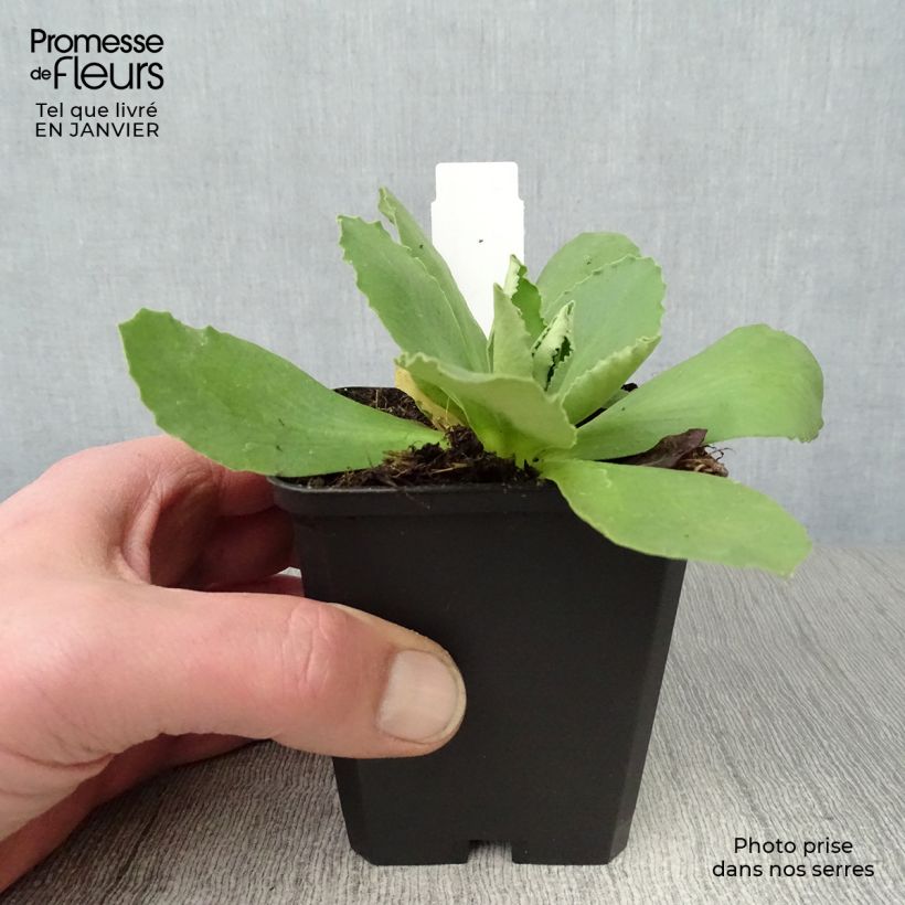 Amostra de Primula auricula em mistura Vaso de 8/9 cm tal como entregue no inverno