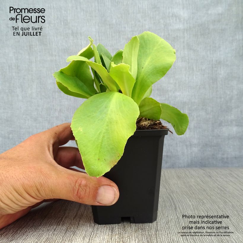 Amostra de Primula auricula em mistura Vaso de 8/9 cm tal como entregue no verão