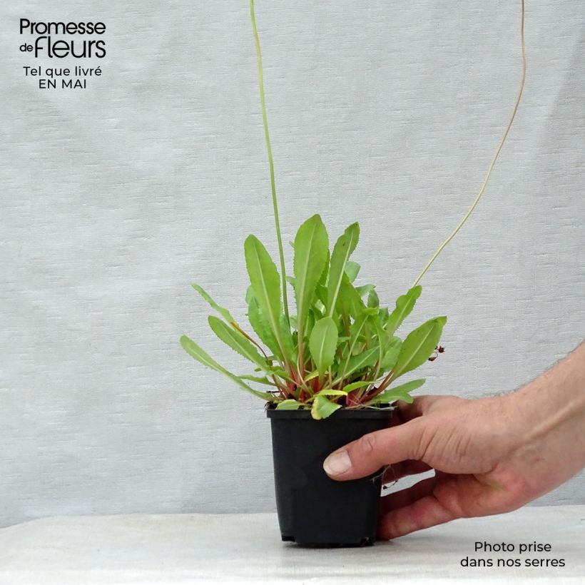 Amostra de Prímula rosea Grandiflora Vaso de 7/8 cm tal como entregue na primavera