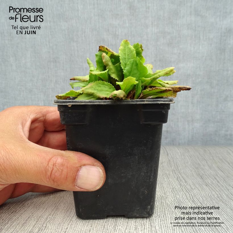 Amostra de Prímula rosea Grandiflora Vaso de 7/8 cm tal como entregue no verão