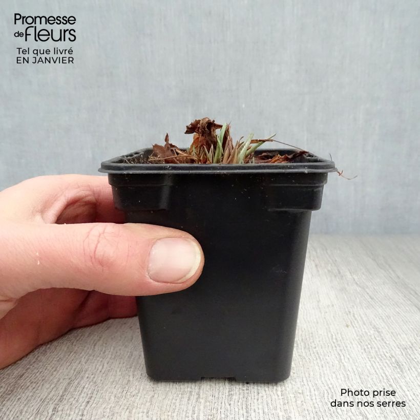 Amostra de Prímula rosea Grandiflora Vaso de 7/8 cm tal como entregue no inverno