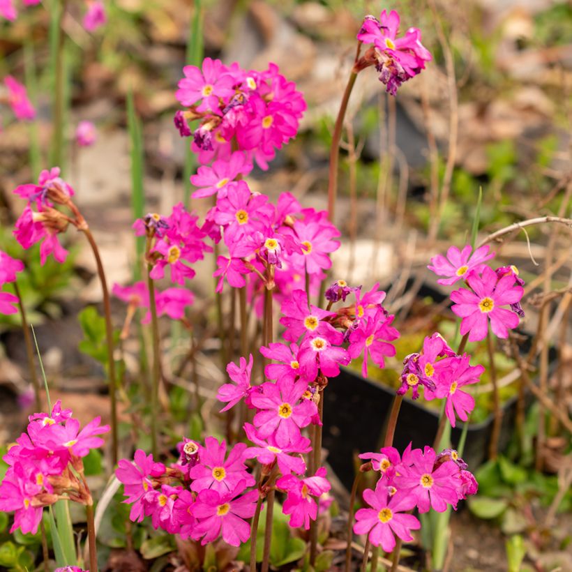 Prímula rosea Grandiflora (Floração)