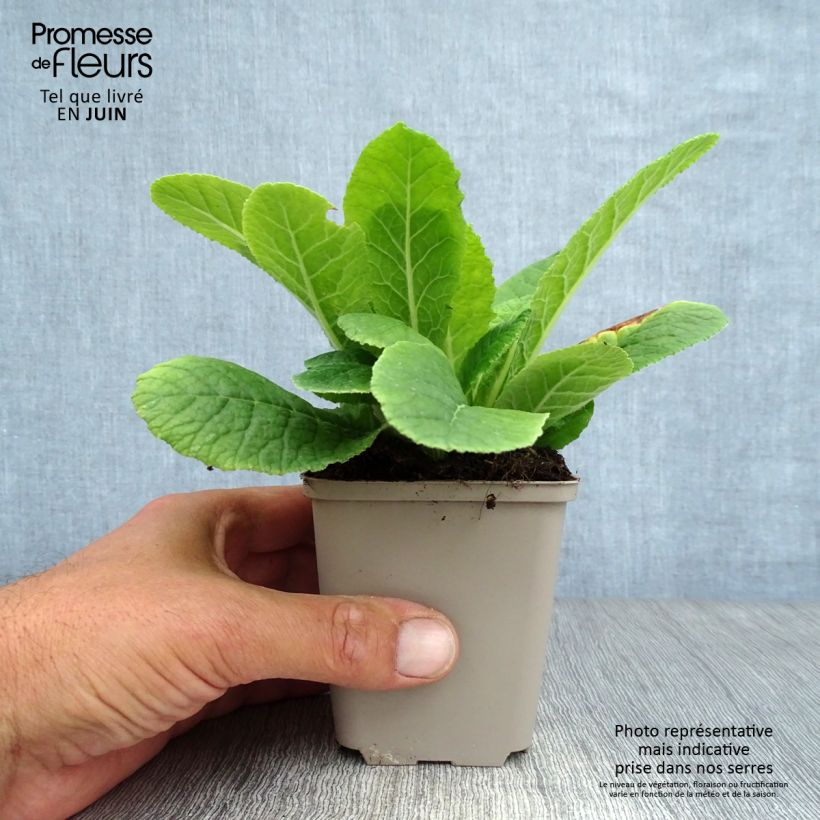 Amostra de Primavera vulgaris Vaso de 8/9 cm tal como entregue no verão