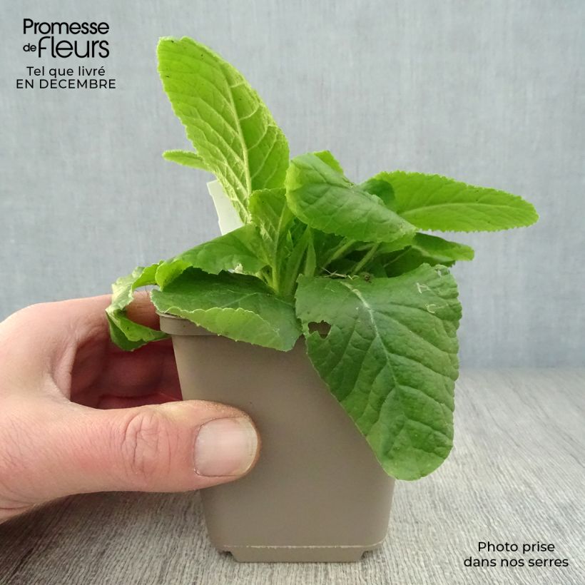 Amostra de Primavera vulgaris Vaso de 8/9 cm tal como entregue no inverno