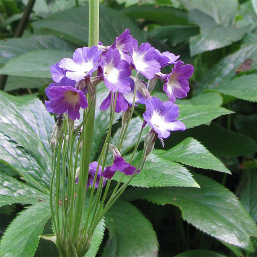 Primula alpicola var. violacea (Floração)