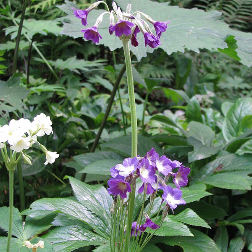 Primula alpicola var. violacea (Hábito)