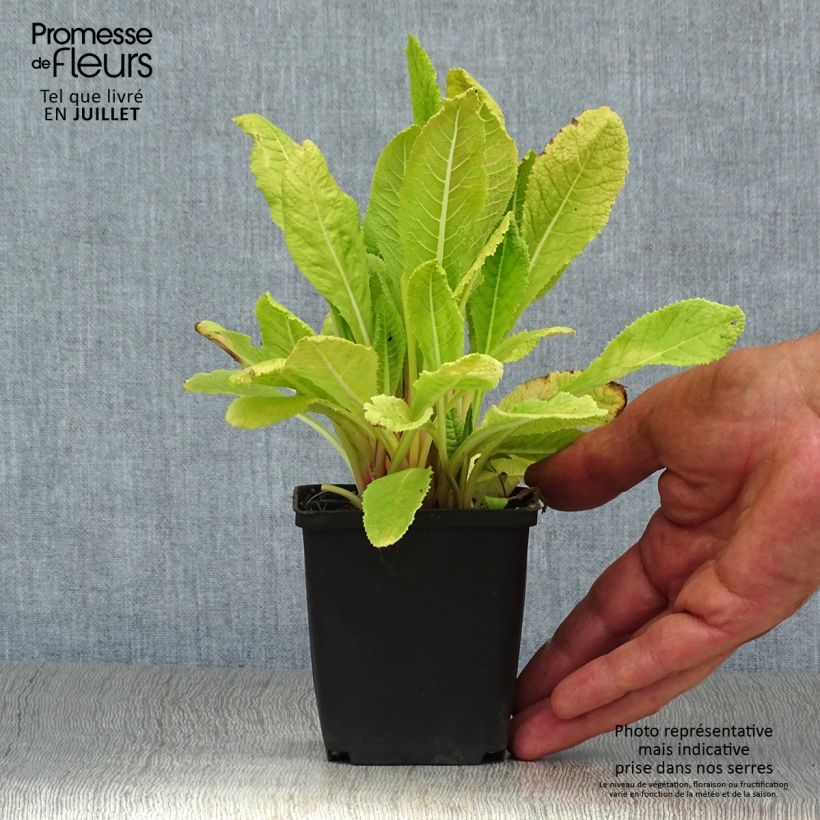 Amostra de Prímula beesiana - Prímula candelabro Vaso de 8/9 cm tal como entregue no verão