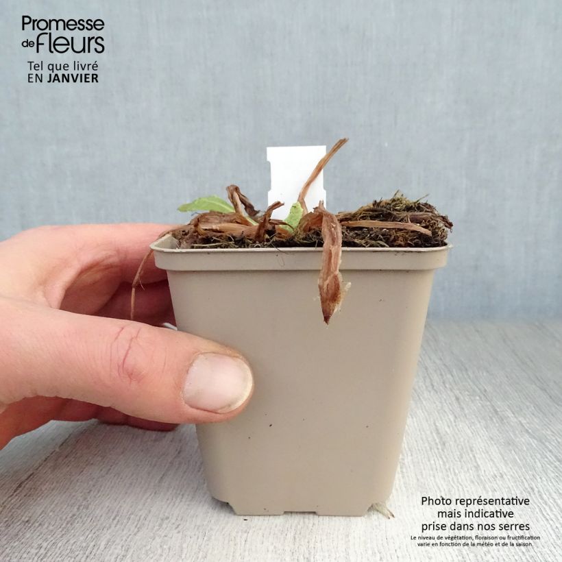 Amostra de Primula beesiana - Primevère candélabre Vaso de 8/9 cm tal como entregue no inverno