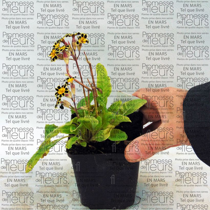 Exemplo de amostra de Primula elatior Gold Lace Red - Primevère élevée Vaso de 8/9 cm tal como entregue