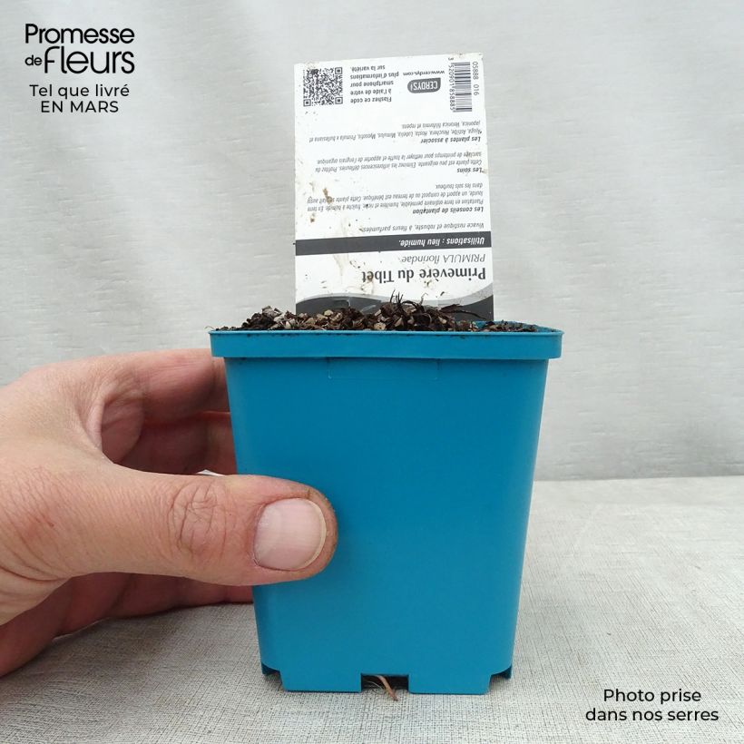 Amostra de Prímula florindae Vaso de 8/9 cm tal como entregue na primavera