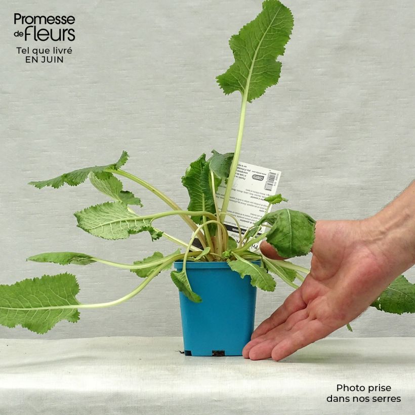Amostra de Prímula florindae Vaso de 8/9 cm tal como entregue no verão