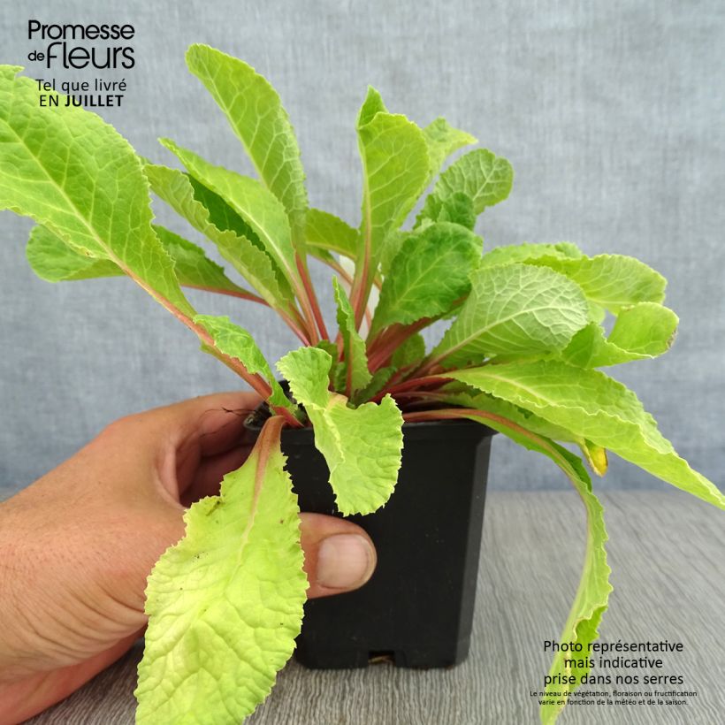 Amostra de Prímula juliae Wanda Vaso de 8/9 cm tal como entregue no verão