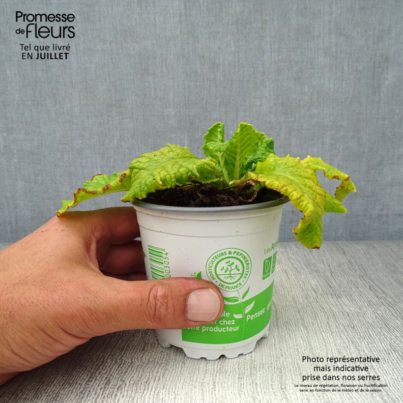 Amostra de Prímula veris - Chave-de-ouro Vaso de 8/9 cm tal como entregue no verão