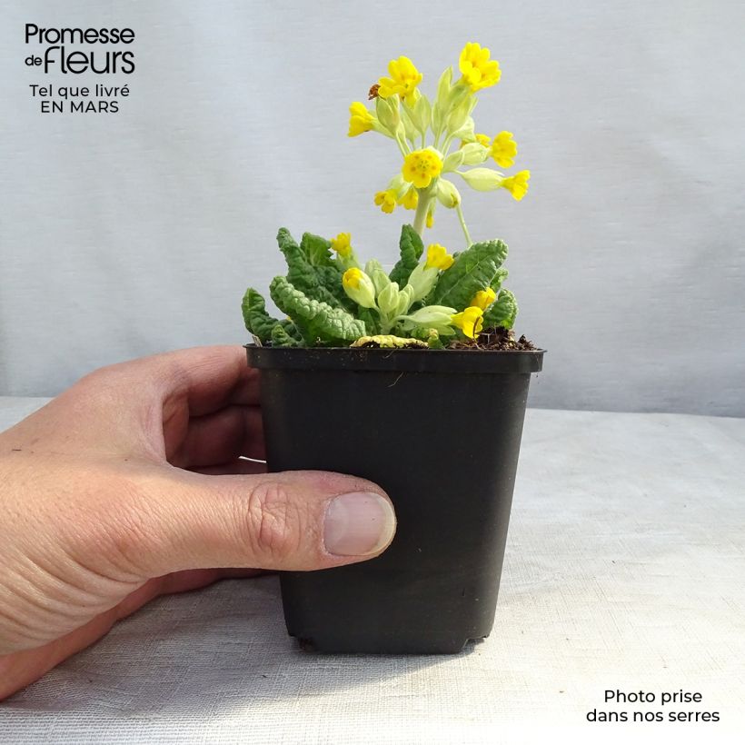 Amostra de Prímula veris - Chave-de-ouro Vaso de 8/9 cm tal como entregue na primavera