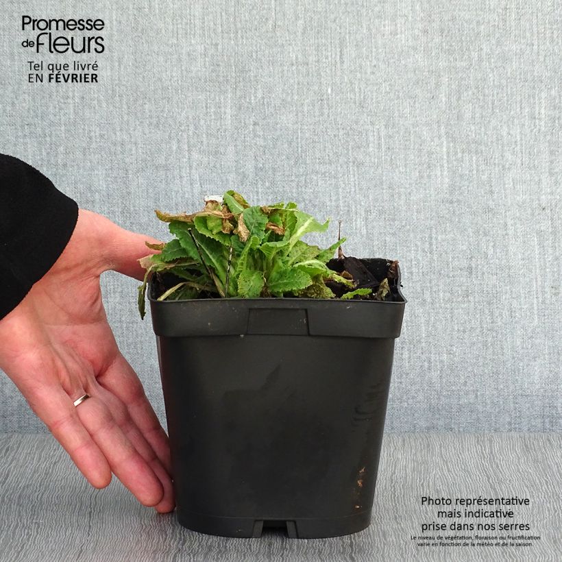 Amostra de Prímula veris - Chave-de-ouro Vaso de 2 L/3 L tal como entregue no inverno