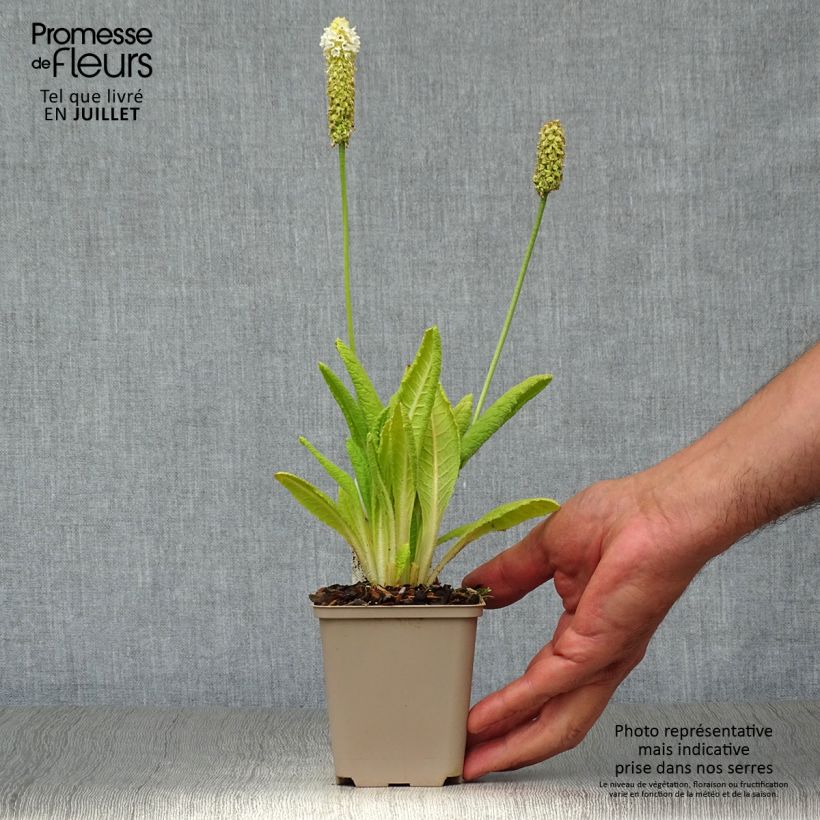 Amostra de Prímula vialii Alison Holland Vaso de 8/9 cm tal como entregue no verão
