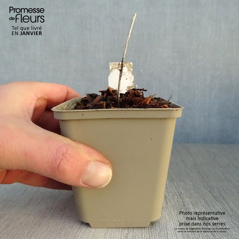 Amostra de Primula vialii Alison Holland - Primevère Vaso de 8/9 cm tal como entregue no inverno