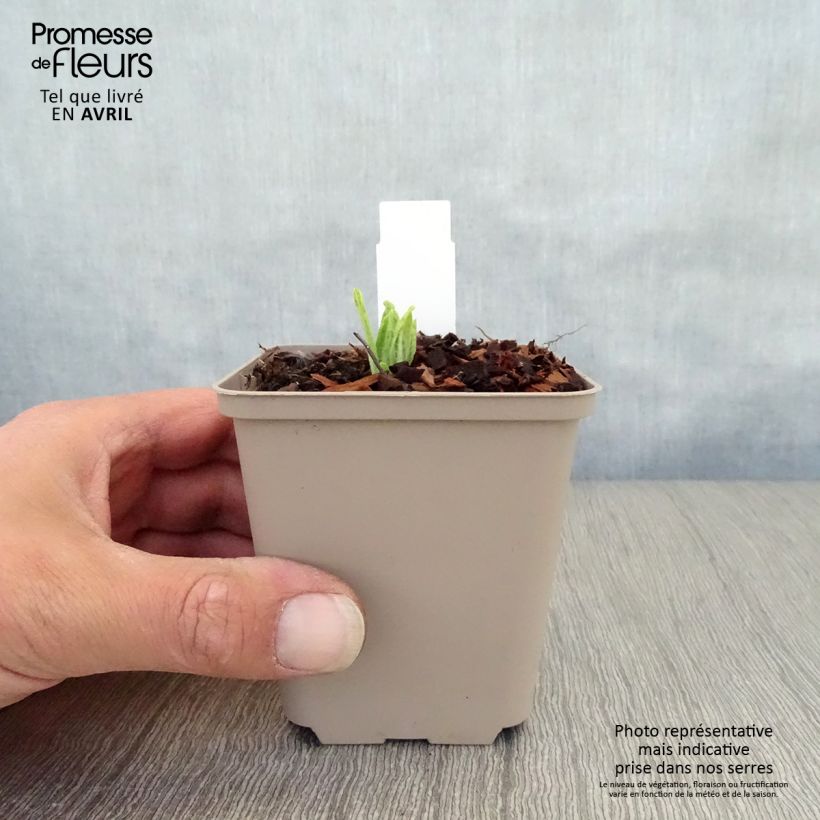 Amostra de Prímula vialii Alison Holland Vaso de 8/9 cm tal como entregue na primavera