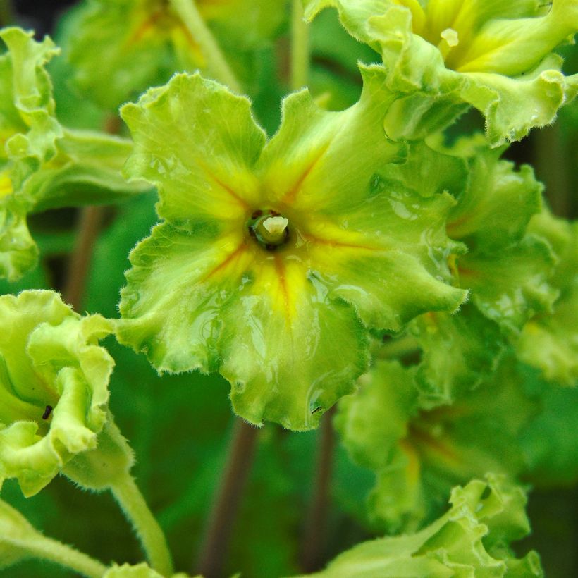 Primavera Francesca (Floração)