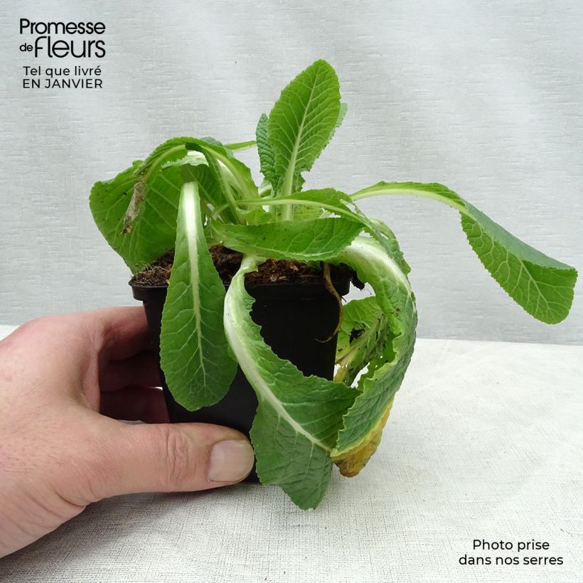 Amostra de Primavera Francesca Vaso de 8/9 cm tal como entregue no inverno