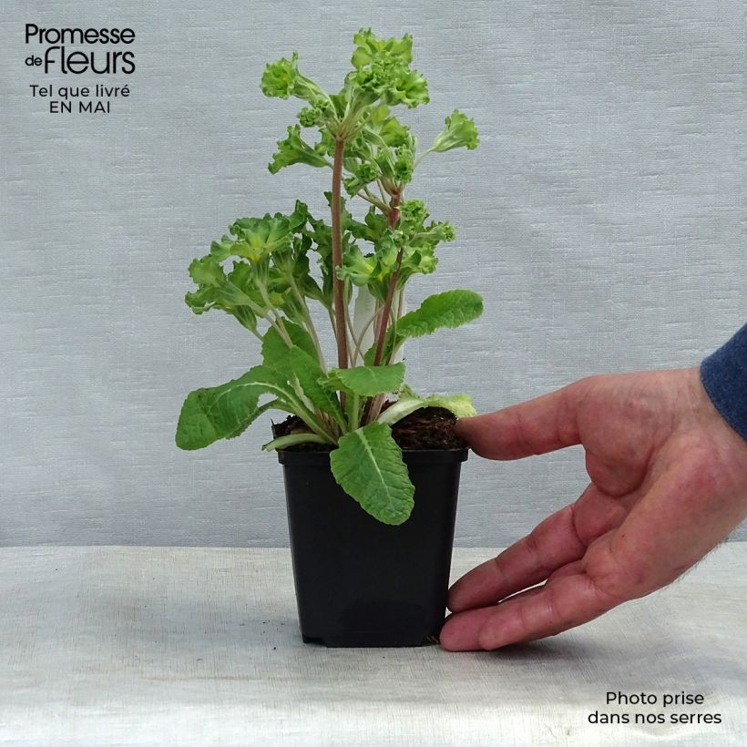 Amostra de Primavera Francesca Vaso de 8/9 cm tal como entregue na primavera