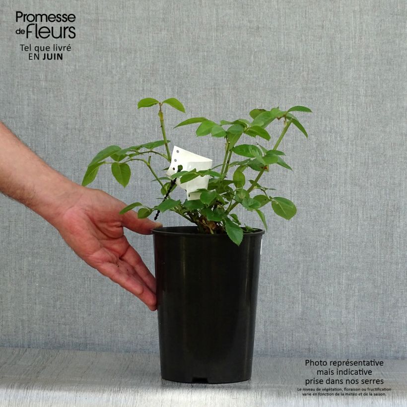 Amostra de Roseira floribunda Princess of Wales Vaso de 3 L/4 L tal como entregue no verão