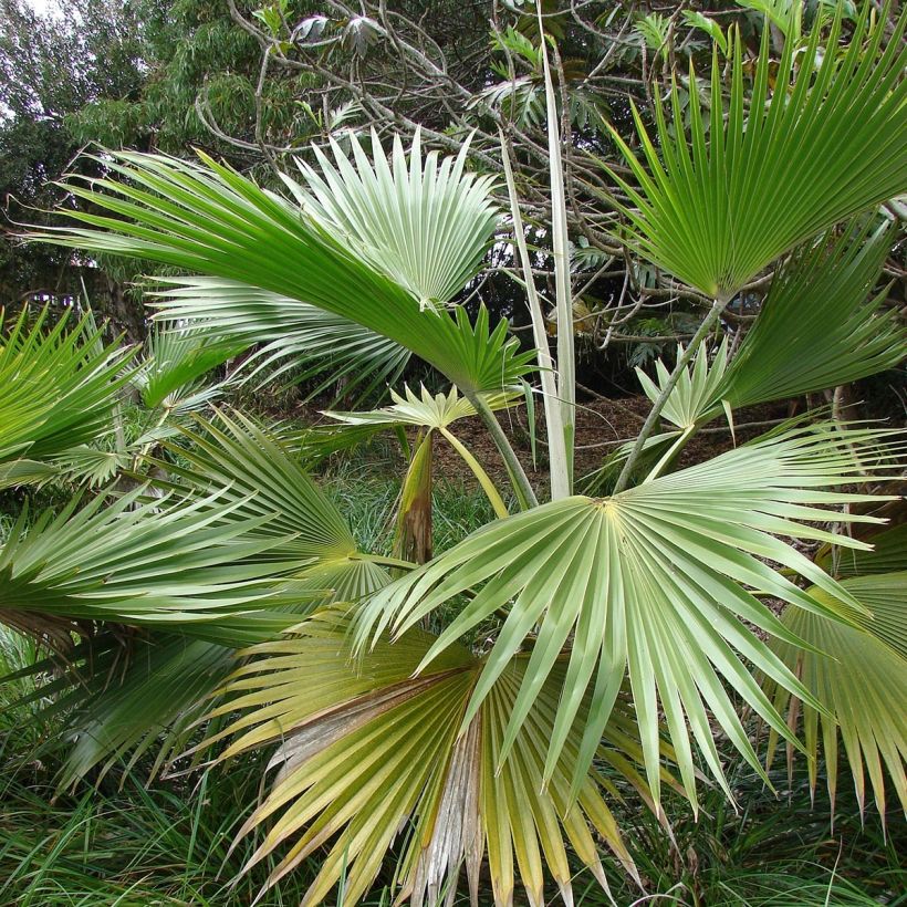 Pritchardia hillebrandii (Folhagem)