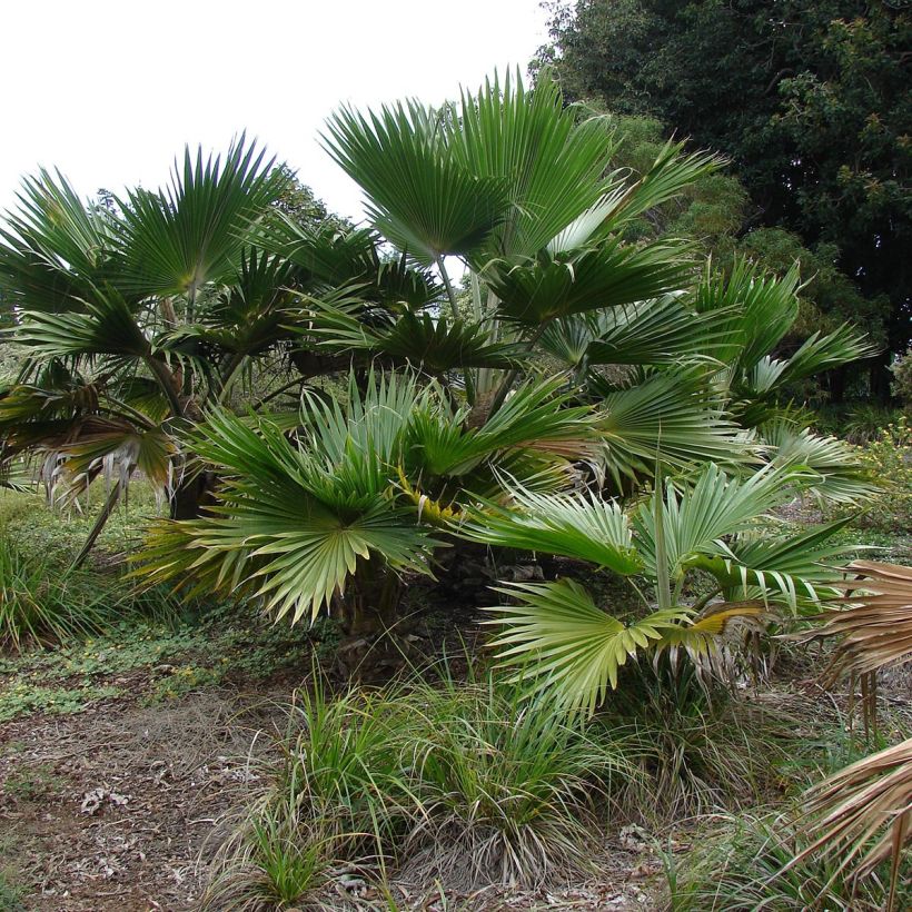Pritchardia hillebrandii (Hábito)