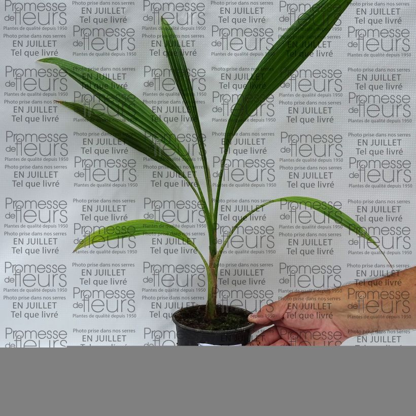 Amostra de Pritchardia hillebrandii Blue Moon Vaso de 12 cm/13 cm tal como entregue no verão