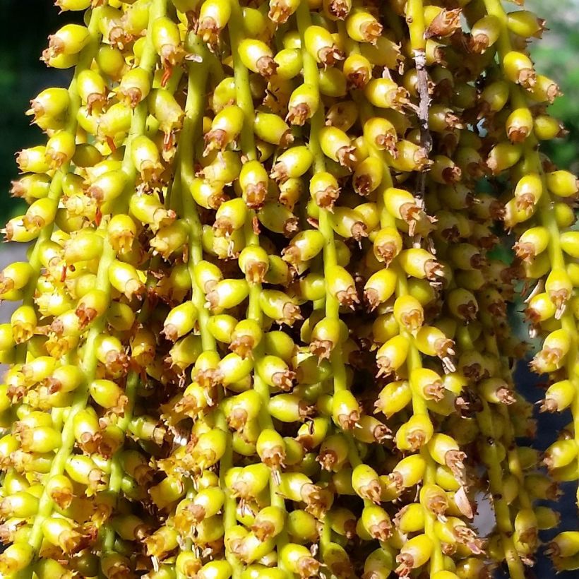 Pritchardia pacifica (Floração)