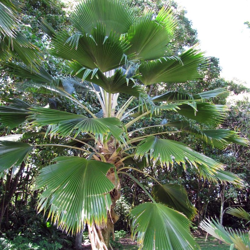 Pritchardia pacifica (Hábito)