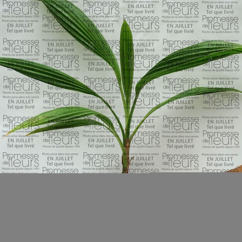 Amostra de Pritchardia pacifica Vaso de 12 cm/13 cm tal como entregue no verão