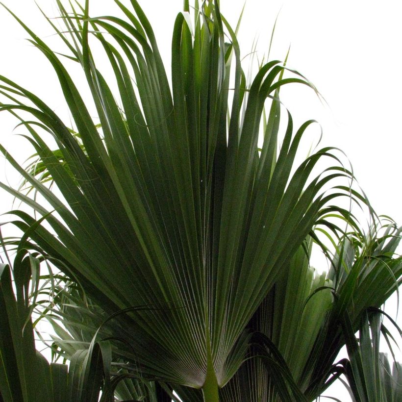 Pritchardia remota (Folhagem)