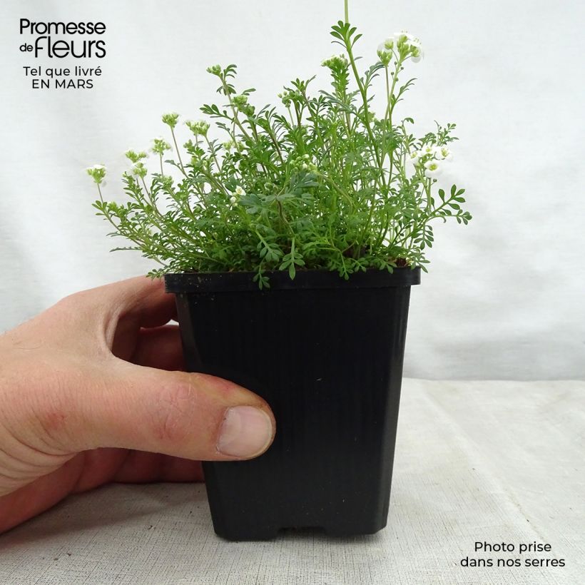 Amostra de Hornungia alpina Vaso de 8/9 cm tal como entregue na primavera