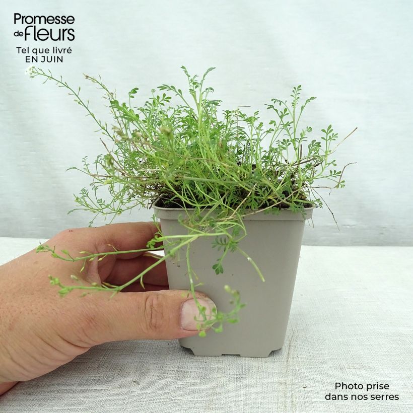 Amostra de Hornungia alpina Vaso de 8/9 cm tal como entregue no verão