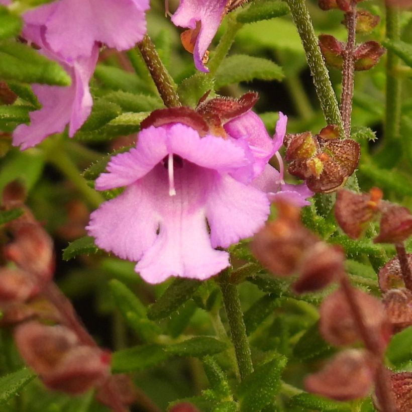 Prostanthera rotundifolia Rosetta (Floração)