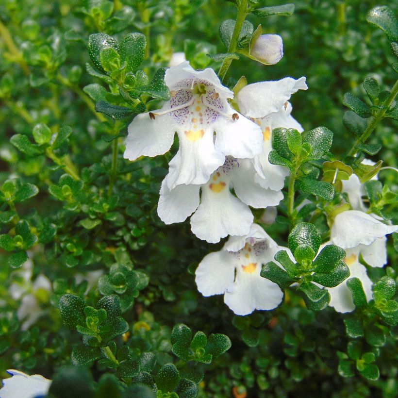 Prostanthera cuneata (Floração)