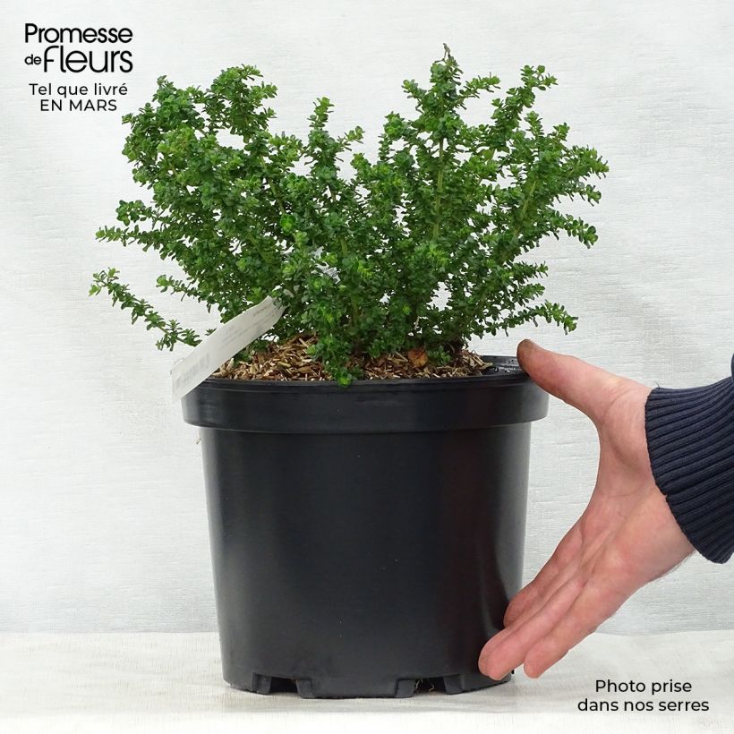 Amostra de Prostanthera cuneata Vaso de 2 L/3 L tal como entregue na primavera