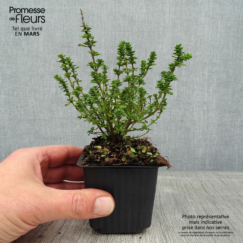 Amostra de Prostanthera cuneata Vaso de 8/9 cm tal como entregue no inverno