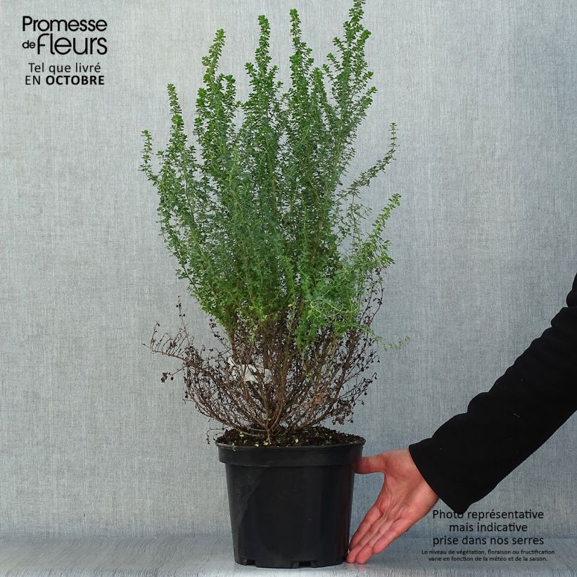 Amostra de Prostanthera cuneata Vaso de 2 L/3 L tal como entregue no outono