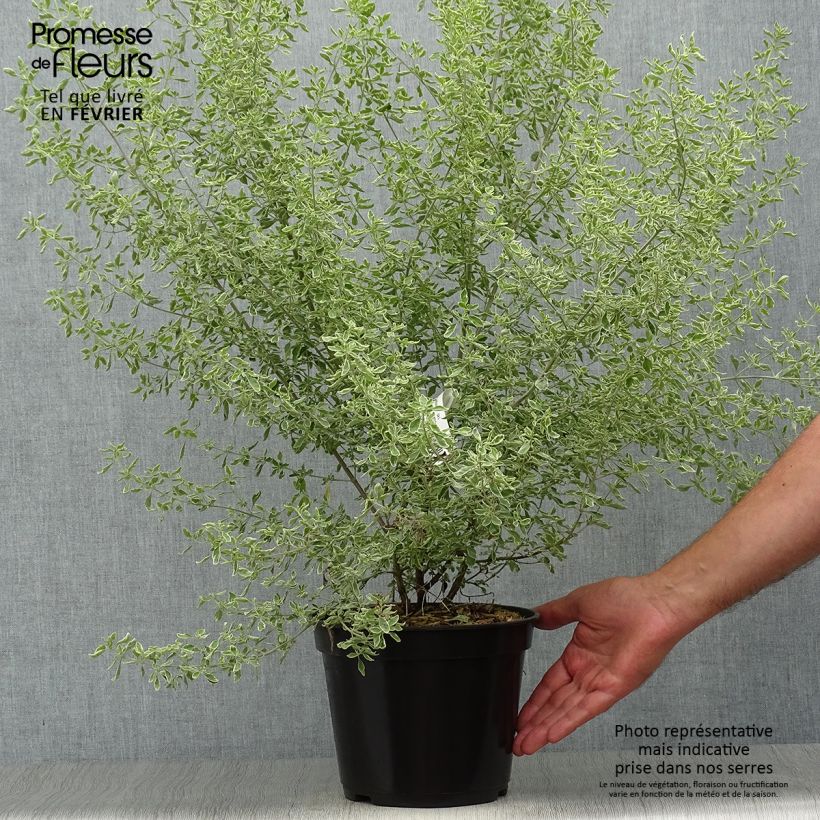Amostra de Prostanthera ovalifolia Variegata Vaso de 4 L/5 L tal como entregue no outono