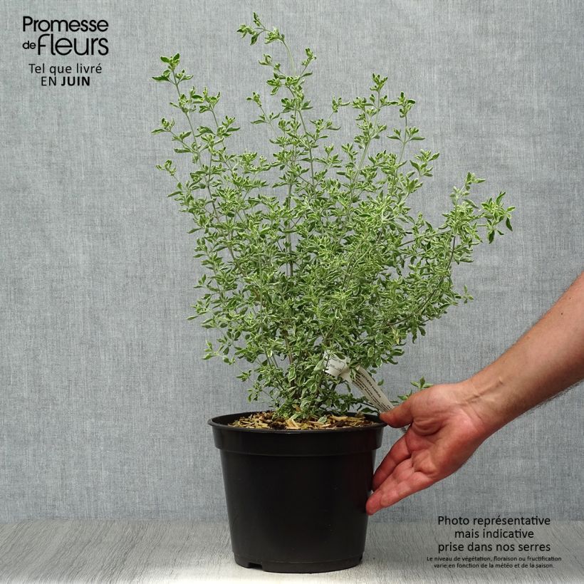 Amostra de Prostanthera ovalifolia Variegata Vaso de 4 L/5 L tal como entregue no verão