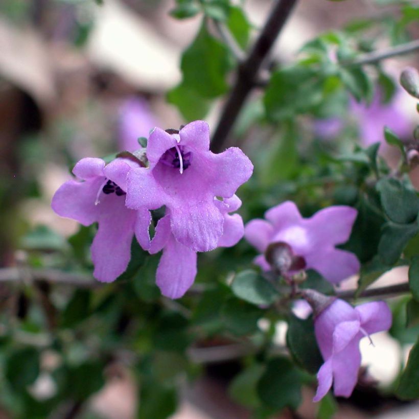 Prostanthera rotundifolia (Floração)